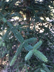 Abies pinsapo