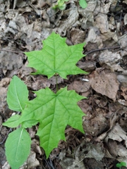 Acer platanoides