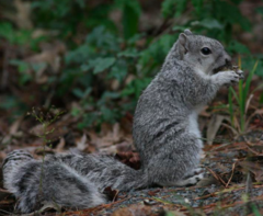 Sciurus niger cinereus