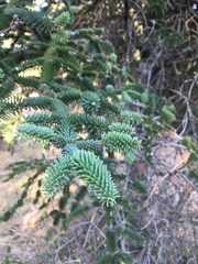 Abies pinsapo