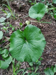 Ranunculus cassubicus