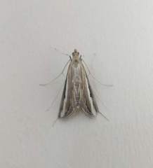 Euclasta splendidalis