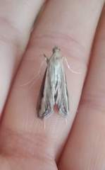 Euclasta splendidalis