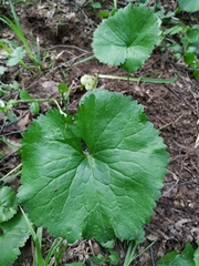 Ranunculus cassubicus