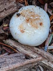 Russula crassotunicata