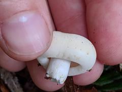 Russula crassotunicata