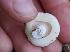 Russula crassotunicata