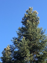 Abies cephalonica