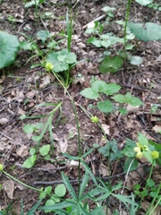 Ranunculus cassubicus