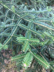 Abies cephalonica