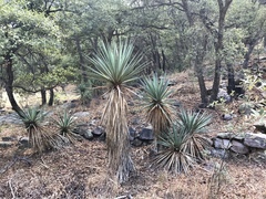 Yucca schottii