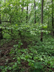 Corylus avellana