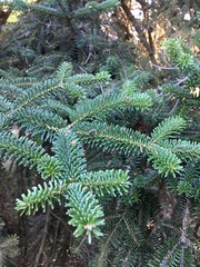 Abies numidica