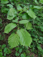 Corylus avellana