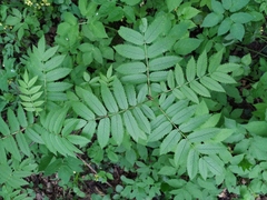 Sorbus aucuparia