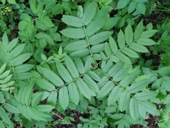 Sorbus aucuparia