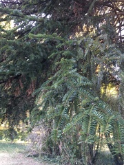 Abies numidica