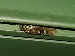 Actebia fennica