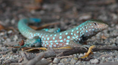 Cnemidophorus arubensis