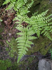 Dryopteris carthusiana