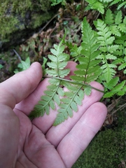 Dryopteris carthusiana
