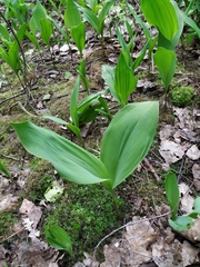 Convallaria majalis