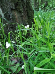 Rabelera holostea