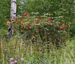 Sambucus kamtschatica