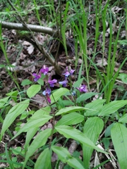 Lathyrus vernus