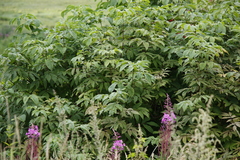 Sambucus kamtschatica