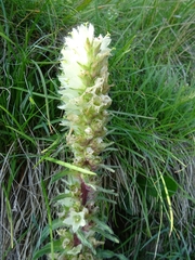 Campanula thyrsoides
