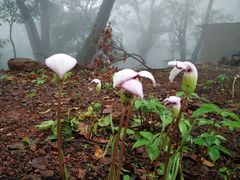 Arisaema murrayi