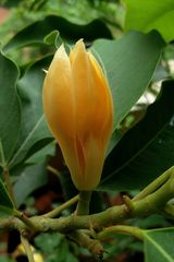 Magnolia champaca