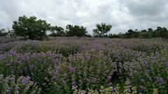 Strobilanthes sessilis