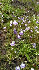 Utricularia reticulata