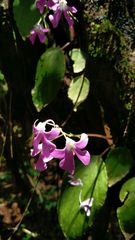Impatiens acaulis