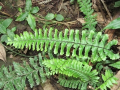 Hymenasplenium cheilosorum