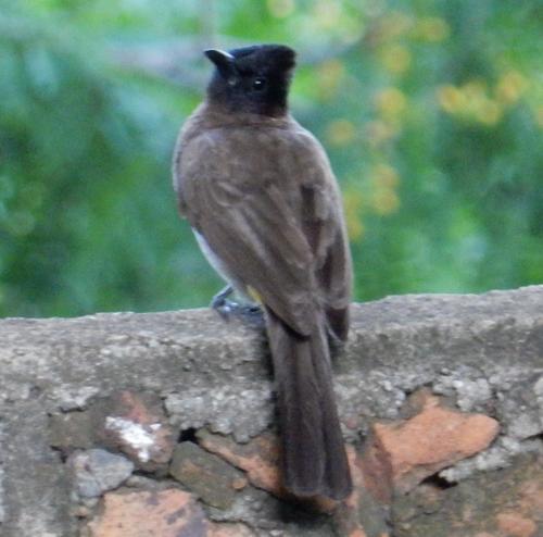 Bulbul naranjero (Pycnonotus barbatus)