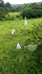 Habenaria longicorniculata