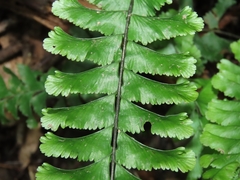 Hymenasplenium cheilosorum