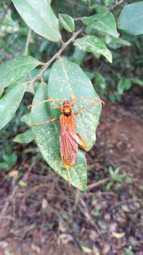 Scalenus fulvus