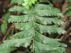 Hymenasplenium cheilosorum