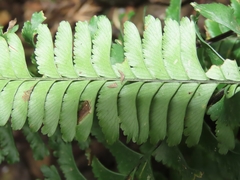 Hymenasplenium cheilosorum