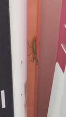 Hierodula transcaucasica