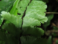 Hymenasplenium cheilosorum