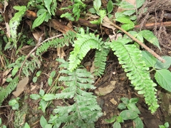 Hymenasplenium cheilosorum