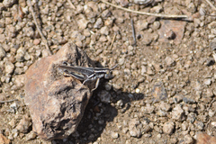 Melanoplus packardii