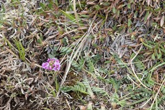 Cardamine purpurea