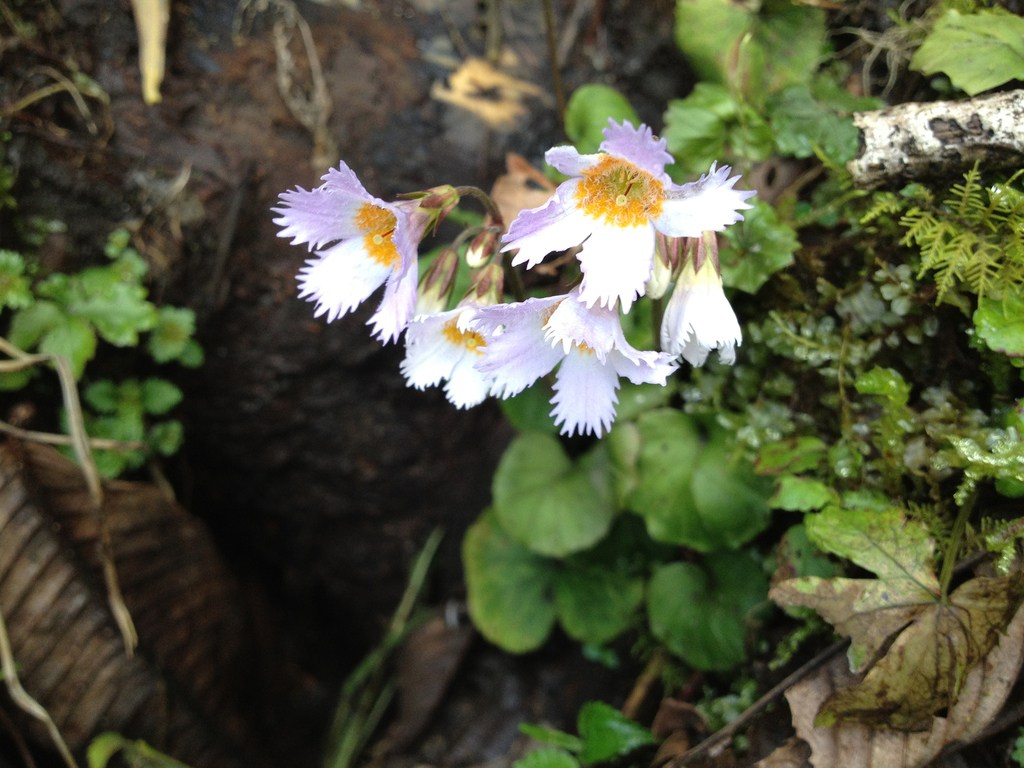 Primula longistamina