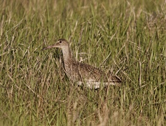 Tringa semipalmata semipalmata